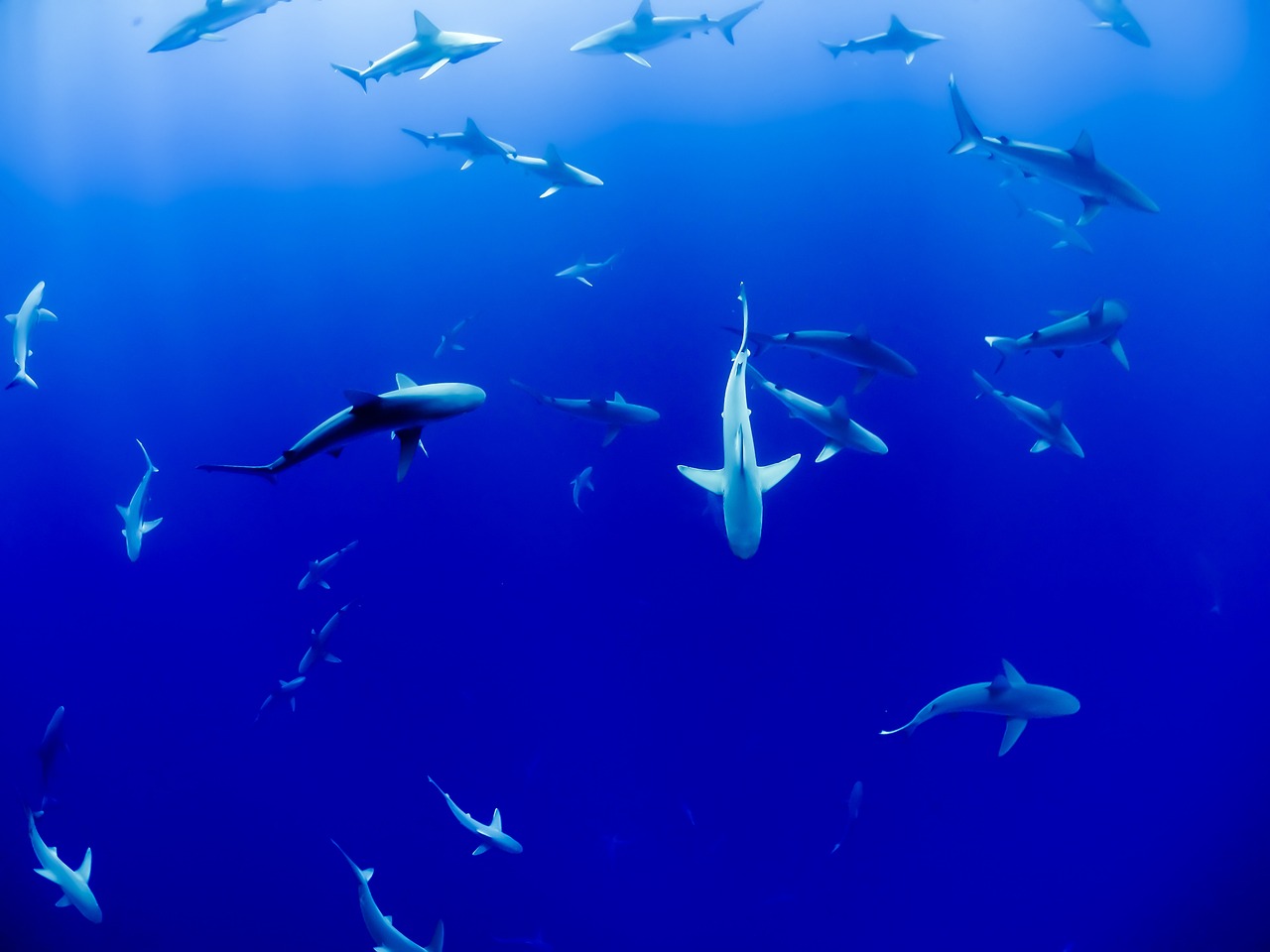 日本水族馆翻车鱼因没游客自闭,最新调查解析说明_玉版53.66.61