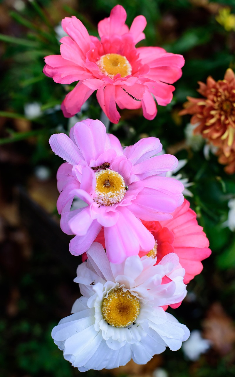 香港com18034奥门花汕子，香港与澳门的花汕子，揭秘背后的故事